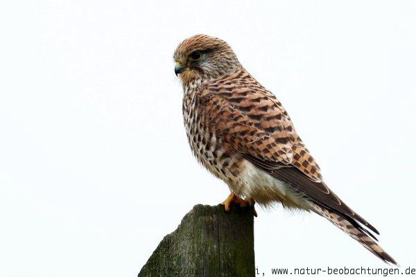 Turmfalke Weibchen - Turmfalke Vogel des Jahres 2007