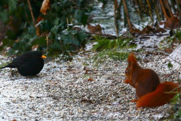 Amsel und Eichhörnchen im Winter