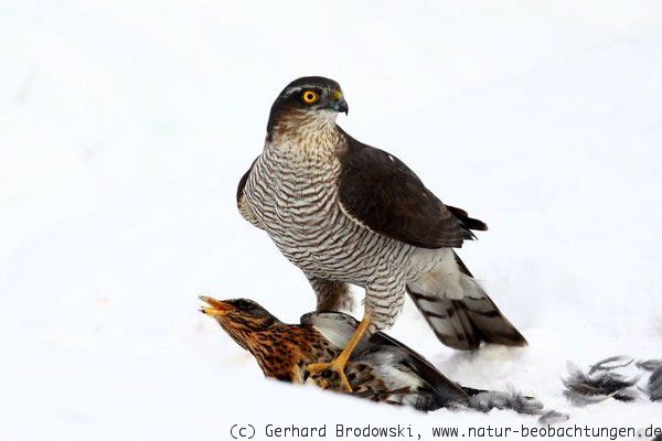 Sperber Weibchen mit Wacholderdrossel 