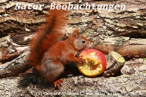 Das Eichhörnchen rollt den Apfel, wie die Maus den Käse