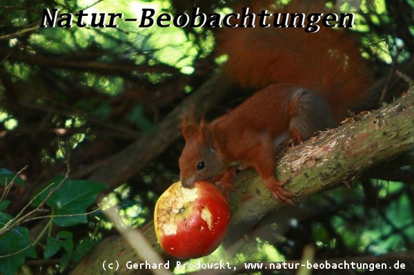 Das Eichhörnchen klaut einen großen Apfel