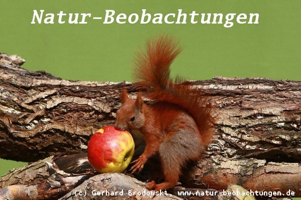Das Eichhörnchen klaut einen großen Apfel