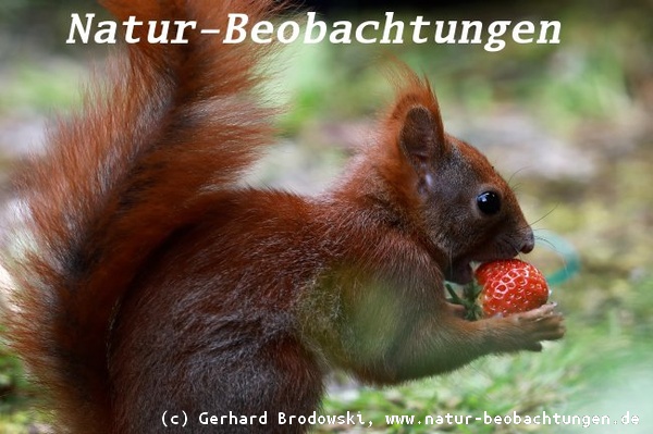 Erdbeere - Nahrung vom Eichhörnchen