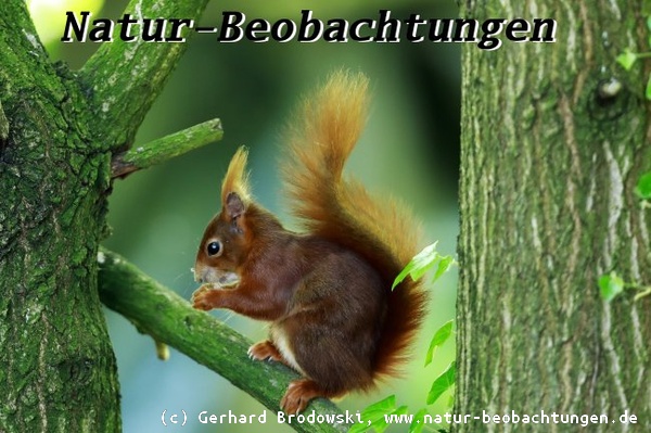 Bild zur Eichhörnchen Beschreibung - Buschiger Schwanz, rotbraunes Fell, lange Ohrbüschel