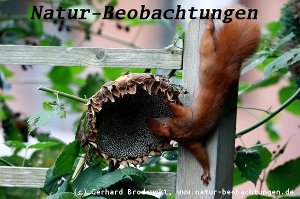 Sonnenblumenkerne - Nahrung vom Eichhörnchen