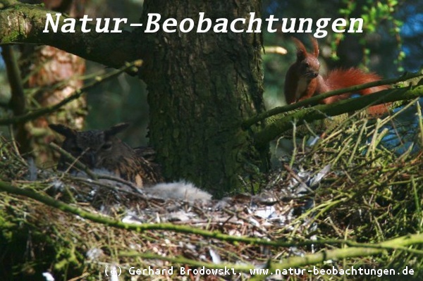 Eichhörnchen besucht seinen Feind, den Uhu am Nest