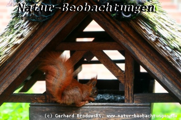 Eichhörnchen sucht Nahrung im Vogelhaus