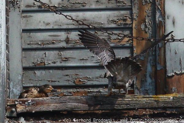 Wanderfalke am Brutplatz der Stockente