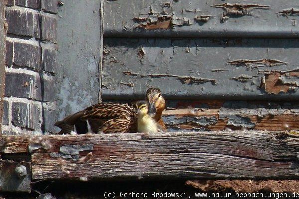 Stockente mit Küken am Brutplatz 