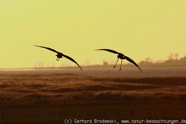 Anflug