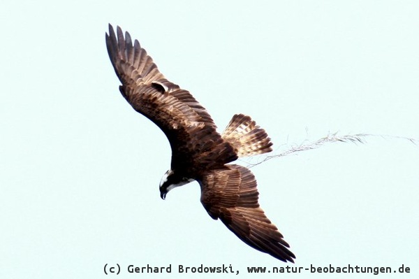 Flugbild vom Fischadler bei der Jagd