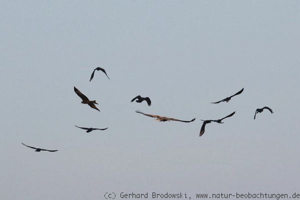 Verschiedene Vogelarten im Flug