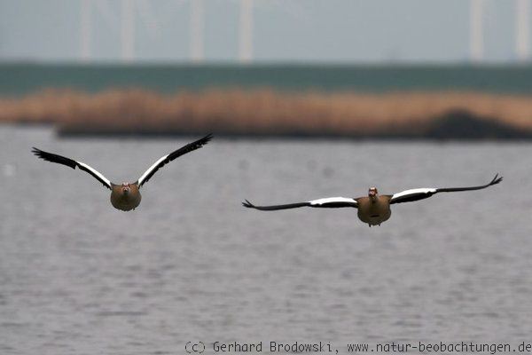 Flugbild - Nilgänse