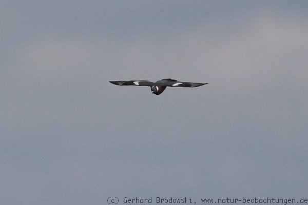 Flugbild von der Ringeltaube