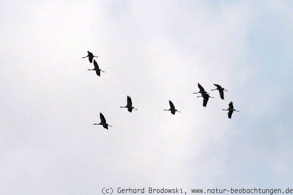 Störche auf dem Weg ins Winterquatier