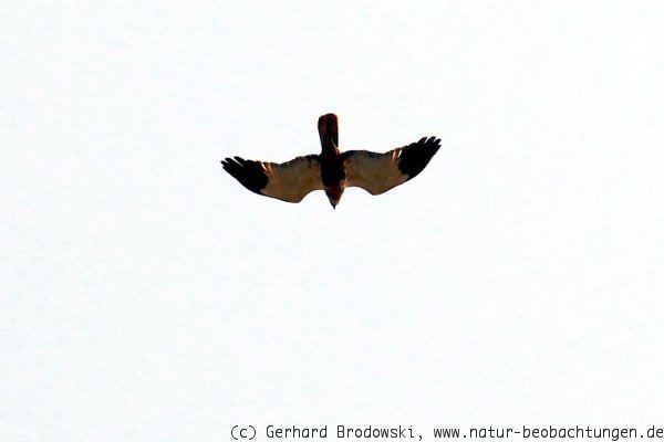 Flugbild vom Rohrweihen Männchen