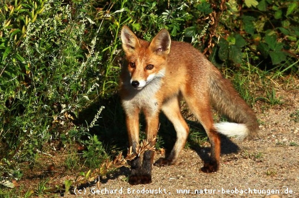 Tiersteckbriefe - Rotfuchs, Hund, Katze, Maus, Schwein - Größe, Alter, Nahrung