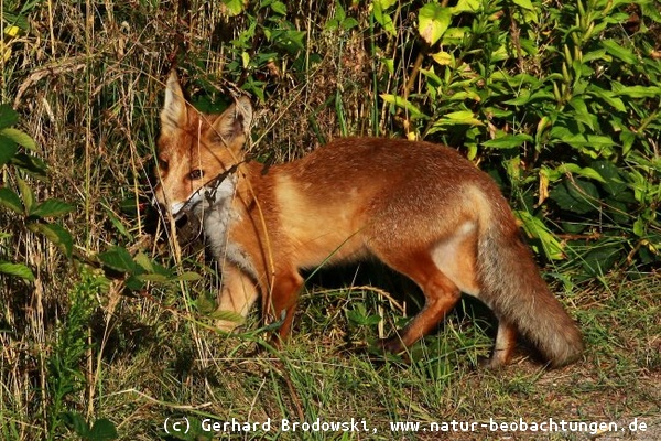 Fuchs sucht nach reifen Brombeeren