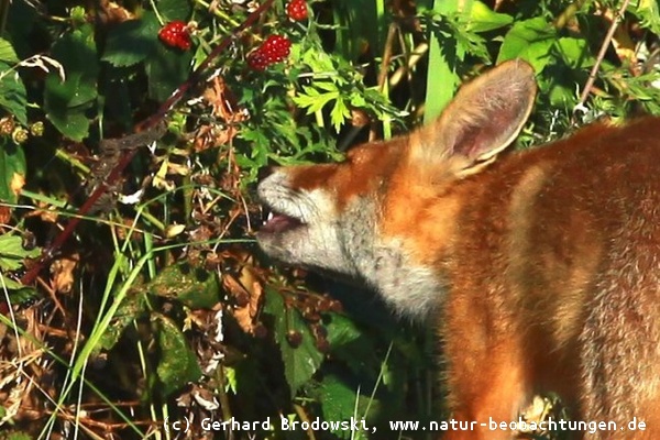 Fuchs beim Brombeeren fressen