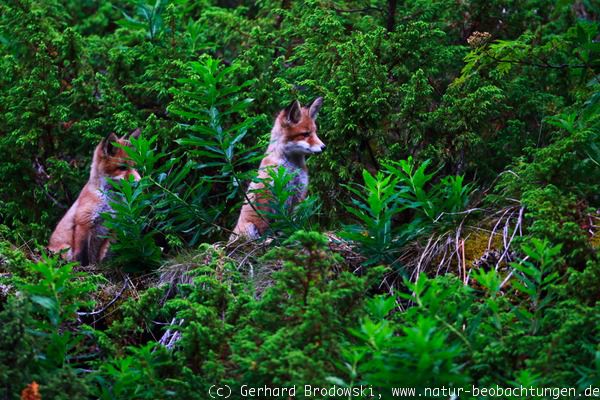 Fuchsrevier mit jungen Füchsen