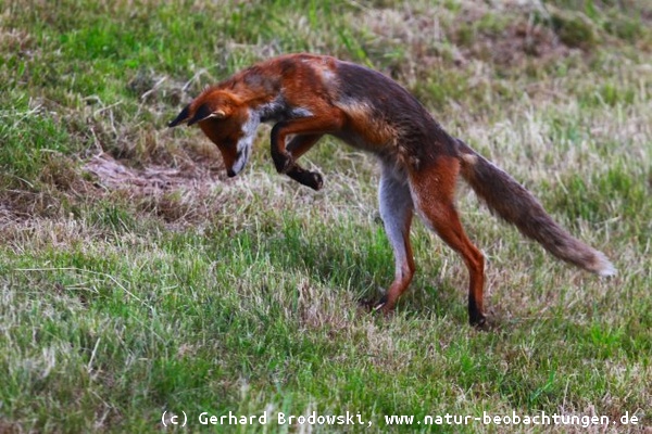 Fuchs jagt Maus