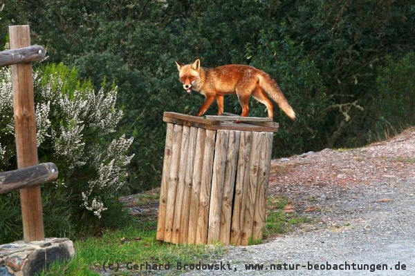 Fuchs sucht fressbares in der Mülltonne