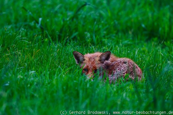 Fuchs ruht sich in der Natur aus