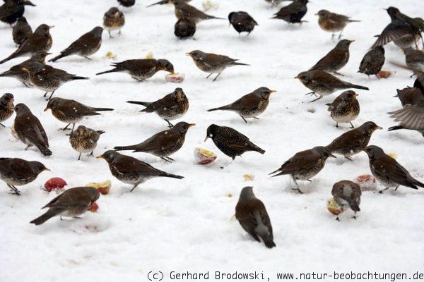 Für alle Vögel ist was da