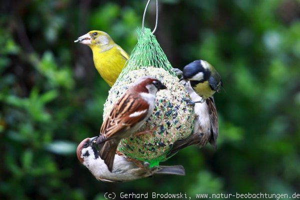 Grünfink, Kohlmeise, Haussperling und Feldsperling am Meisenknödel