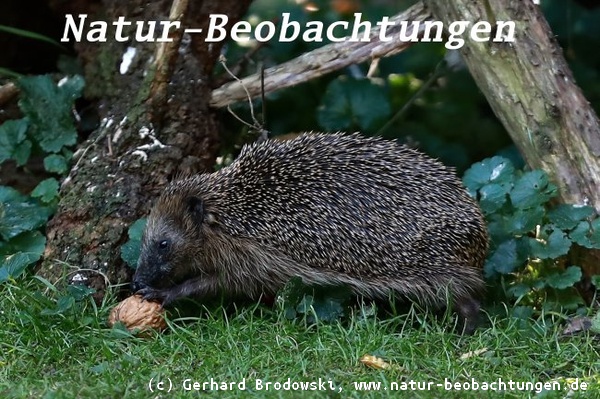 Genauer hinschauen - Igel frisst Walnuss