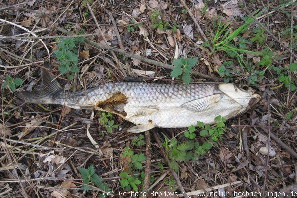 Toter Fisch im Wald