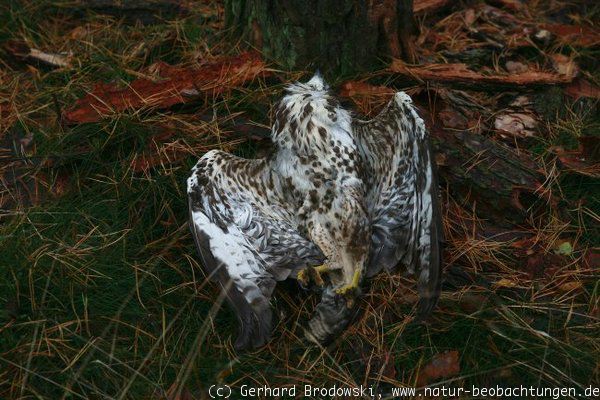 Toter Mäusebussard / Bussard im Wald