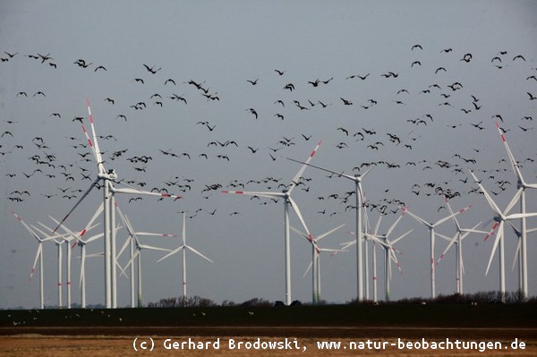 Windräder die tödliche Gefahr für die Vogelwelt