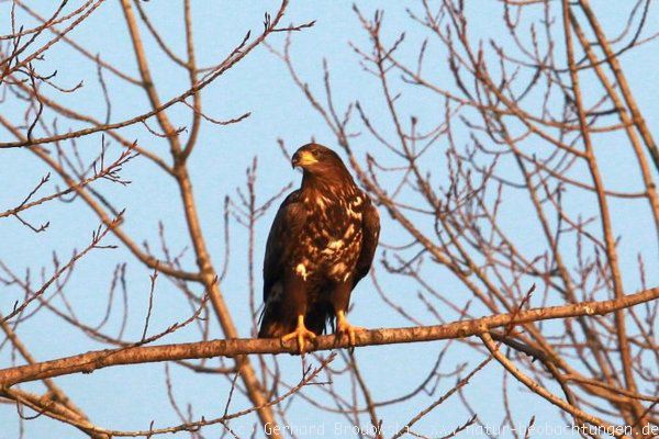 Junger Seeadler im Winter an der Elbe in Hamburg