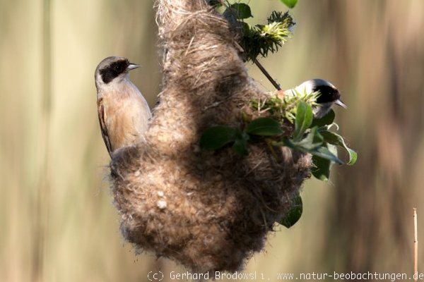 Beutelmeisen-Pärchen beim Nestbau beobachten