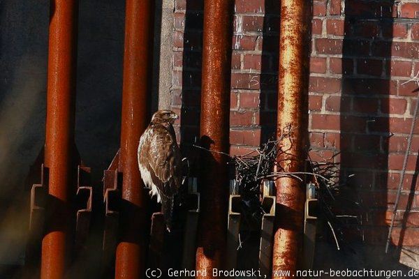 Bussard als Gebäudebrüter beobachten