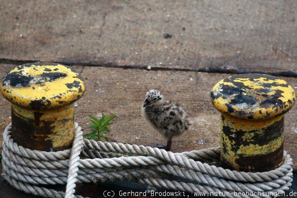 Junge Sturmmöwe im Hamburger Hafen