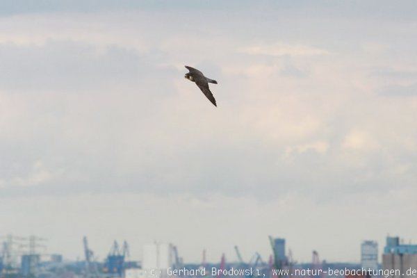 Wanderfalke im Hamburger Hafen beobachten