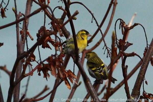 Erlenzeisig: Zugvögel auf Helgoland