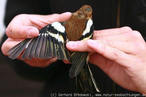 Buchfink: Im Fanggarten der Vogelwarte Helgoland