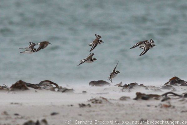 Bild von Zugvögeln (Sandregenpfeifer) bei Sturm auf Helgoland