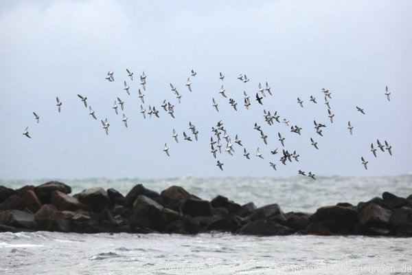 Bild von Zugvögeln (Limikolen) auf Helgoland