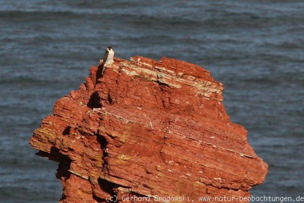 Zugvogel: Wanderfalke auf Helgoland