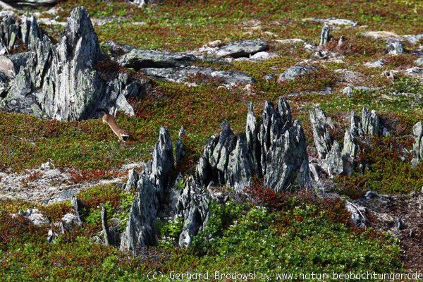 Hermelin im Nationalpark Slettnes in Norwegen