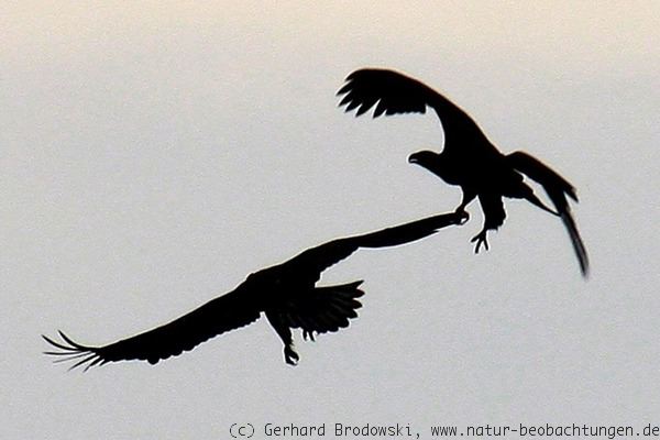 Junge Seeadler bei ihren Flugübungen über dem NSG Heuckenlock