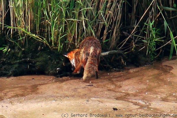 Fuchs sucht nach Krabben im Heuckenlock