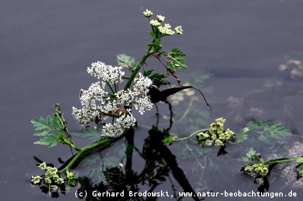 Schierlings-Wasserfenchel im NSG Heuckenlock