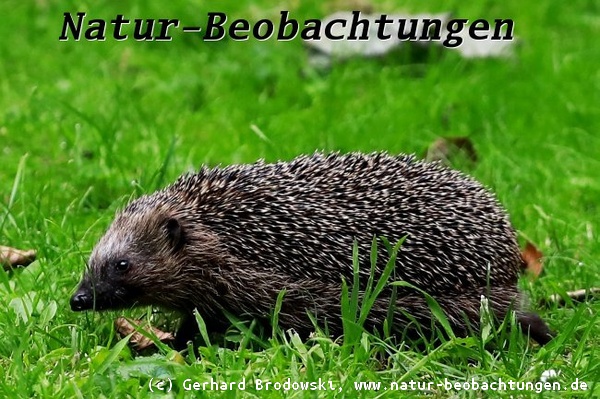 Bild zum Aussehen und zum Bestimmen vom Igel - Braunbrustigel