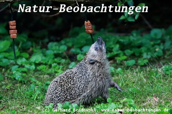 Igel riecht das Futter