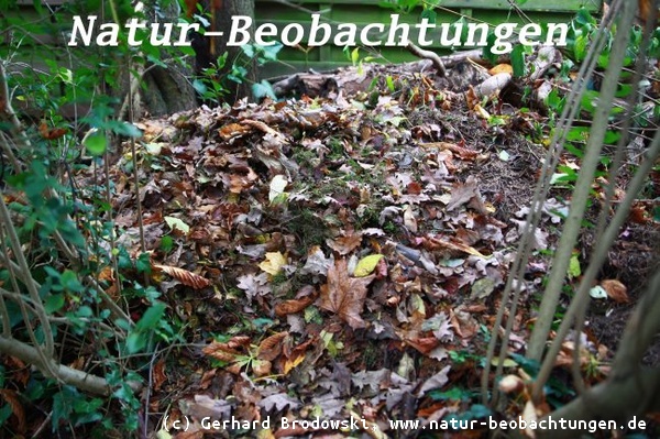 Winterschlafplatz für den Igel - Großer Blätterhaufen im Garten